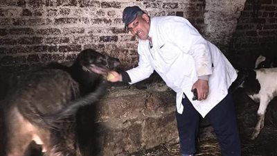 خاص| مدير بيطري البحيرة يكشف نتائج حملة تحصين الماشية