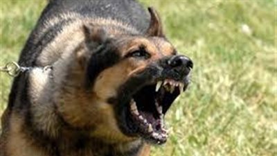 حبس الغفير وإخلاء سبيل كلبي التجمع بكفالة 2000 جنيه 