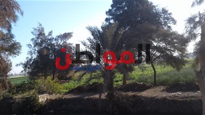 استقرار الأحوال الجوية بـ محافظة بني سويف اليوم الإثنين 