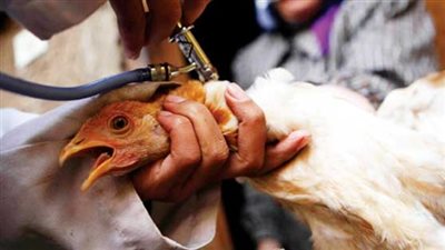 فيديو| وزارة الزراعة تكشف نوع جديد من أنفلونزا الطيور