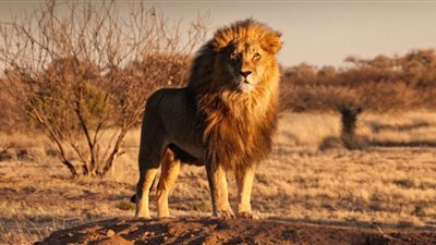 حقائق غريبة لا تعرفها عن أدغال إفريقيا