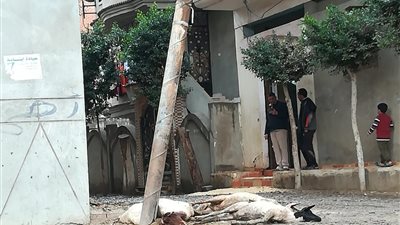 إهمال صيانة أعمدة الكهرباء يهدد حياة أهالي قرية دويدة بالزقازيق