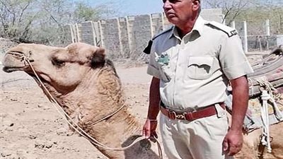 مش الكلاب بس اللي وافية .. جمل يرفض تناول الطعام لهذا السبب