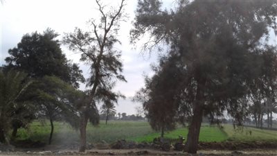 تعرف على أحوال الطقس ببني سويف اليوم الجمعة 