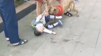 شاهد| بعد حادثة طفل مدينتي.. إنقاذ طفل من هجوم كلب شوارع في مصر 