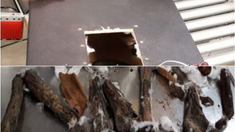 تهريب عظام آدمية