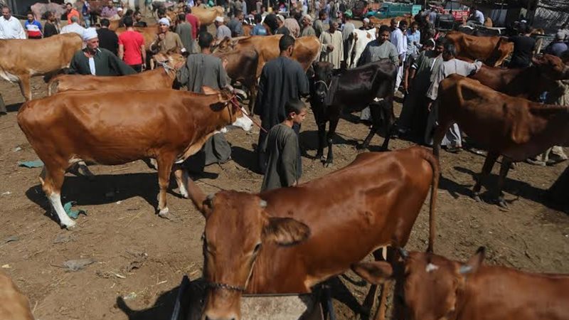عصابة الماشية 