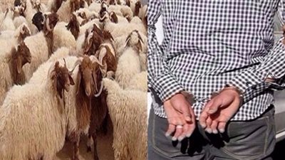 ضبط تشكيل عصابي تخصص في سرقة المواشي بالشرقية
