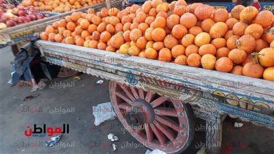 صور| أسعار الخضراوات والفاكهة اليوم الأربعاء بأسواق بورسعيد