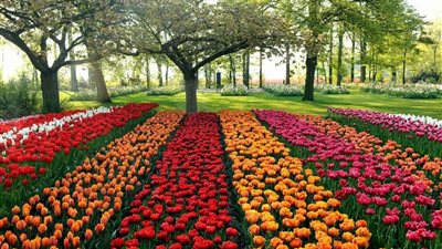 وزارة الزراعة تطلق معرض زهور الربيع