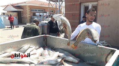 صور| رئيس مشروع الاستزراع السمكي: ننتج أفضل أنواع الأسماك في مصر