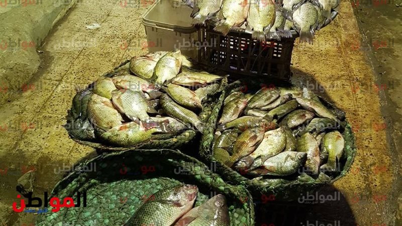 أسعار السمك اليوم