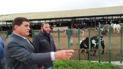 وكيل زراعة البحيرة يفاجئ مشروع الثروة الحيوانية  بزيارة مسائية