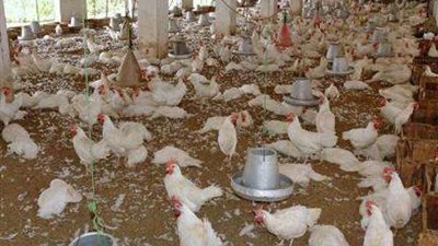 مديرية أمن الإسماعيلية تحل لغز مقتل صاحب مزرعة دواجن