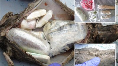 الملاحة حبيبتي ملو الطراحة.. حيلة جديدة تهريب المخدرات بالفئران