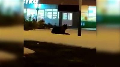 مش عايز يعيش في السيرك.. دب ينام في الشارع لهذا السبب 