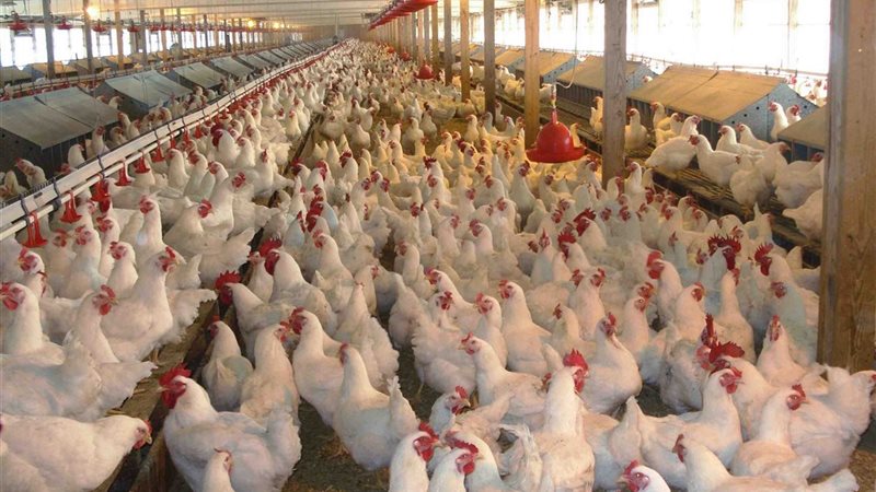 أسعار بورصة الدواجن