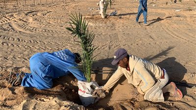خطوة واعدة.. زراعة أنواع نخيل عالمية في شلاتين للمرة الأولى 