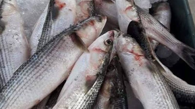  أسعار السمك اليوم