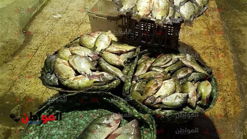 أسعار السمك في سوق