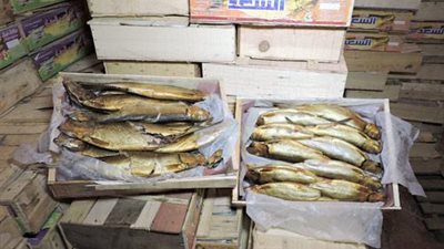 ضبط 12 طن رنجة غير صالحة للاستهلاك الأدمي بالجيزة