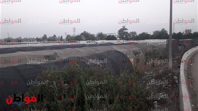 وكيل زراعة المنوفية: لانملك ترخيص أو منع الصوب الزراعية فى الحمام
