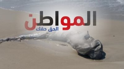خاص بالصور: ظهور سمكة قرش نافقة في الساحل الشمالي