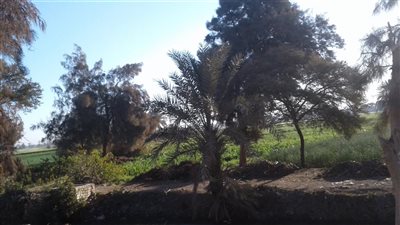 استقرار  أحوال الطقس  في بني سويف اليوم الأحد 21 إبريل 
