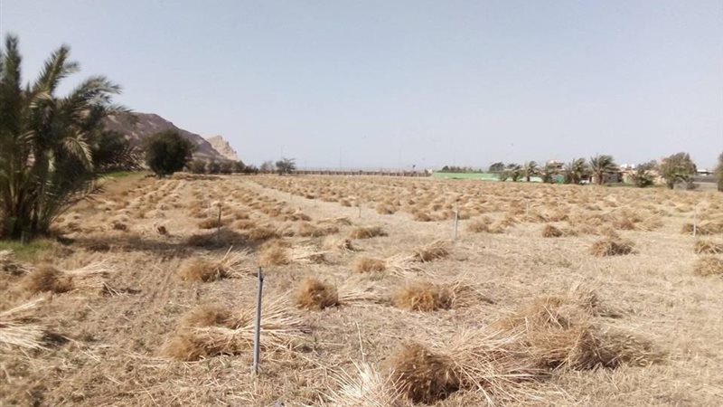 رئيس جامعة سوهاج