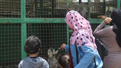 فيديو| إقبال جماهيري على فقرات القرود بحديقة الحيوان بالإسكندرية