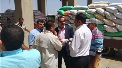 توريد 34 ألف طن قمح من المزارعين بكفر الشيخ 