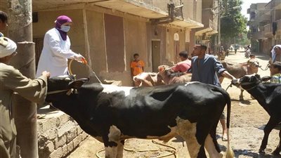 محافظ أسيوط: تنظيم قوافل علاجية بيطرية بمركزي أبنوب ومنفلوط 