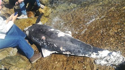 تكرار نفوق الدلافين بشواطئ البحر الأحمر ينذر بالخطر.. ومتخصصون ينادون بإنقاذ الحياة البحرية