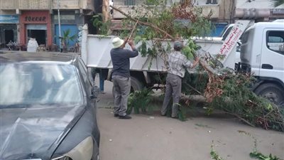 ضمن مبادرة 100 مليون شجرة.. تطوير محور المعمورة بالمنتزة