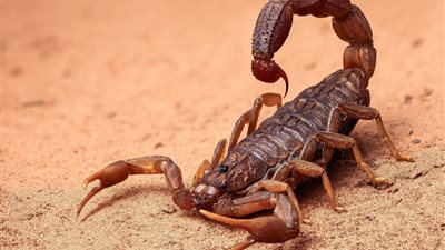 تفسير حلم العقرب في المنام للعزباء والمتزوجة والرجل