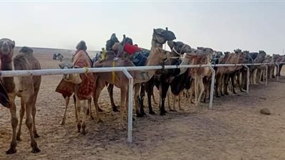 خمس محافظات تشارك فى ختام الدورة التدريبية للهجن بطور سيناء 