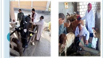 «بيطري الشرقية»: عمل مسح تناسلي شامل لـ 5 آلاف و 167 رأس ماشية