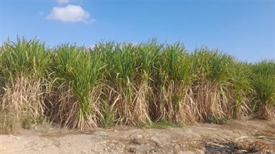 وزير الري يتابع خطة ستخدام  نظم الرى الحديث فى مزارع قصب السكر