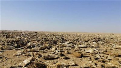 «مقبرة حمير».. العثور على 1000 هيكل عظمي بصحراء الفيوم
