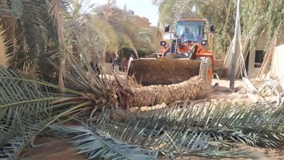 محافظ مطروح: مكافحة آفات النخيل للحفاظ على الثروة الزراعية