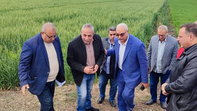 الزراعة تتابع مساحات القمح في محافظة الغربية