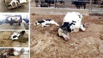 القبض على 7 متهمين بالاتجار بلحوم الابقار والعجول النافقة