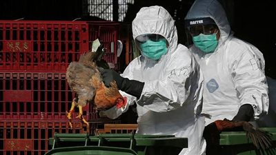 أكبر تهديد وبائي بعد كورونا.. انتشار إنفلونزا الطيور يفزع العالم