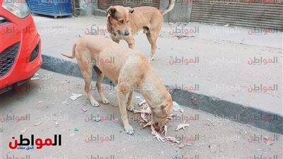 نظرة بألف معنى.. كلب يعبر عن امتنانه بطريقته الخاصة