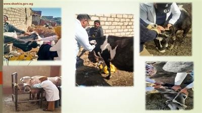 طب بيطري الشرقية يواصل حملاته لتحصين رؤوس الماشية 