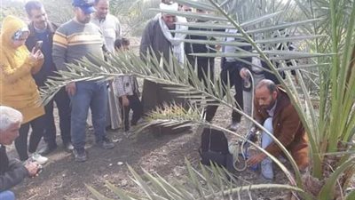 زراعة الشرقية تواصل تنفيذ المدارس الحقلية داخل المحافظة
