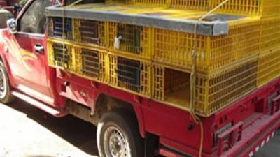 ضبط المتهمين في سرقة سيارة ربع نقل محملة بالدواجن بأبو حماد 