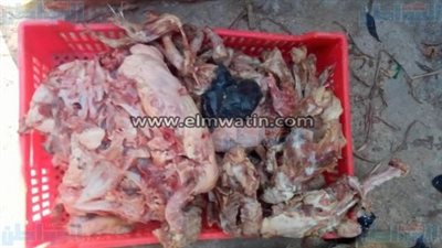بالصور.. ضبط 17 طن دواجن بمجزر في ناهيا بالجيزة