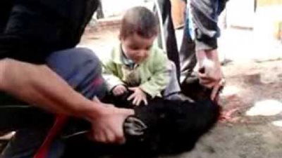 بالفيديو.. «هتضحي بإيه في العيد».. ومواطن يجيب «هضحي بابني» 