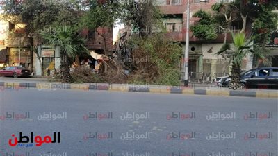 إصابة شخص إثر سقوط شجرة في شارع صلاح سالم بالجيزة 